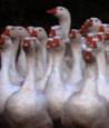 geese